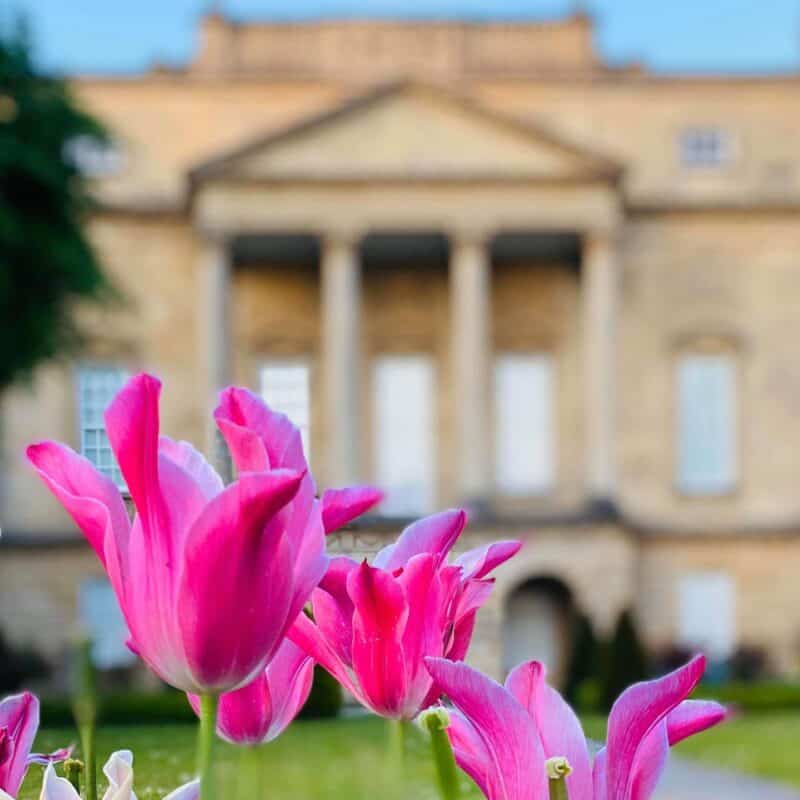 Exterior of the Holburne museum with pink tulips in foreground