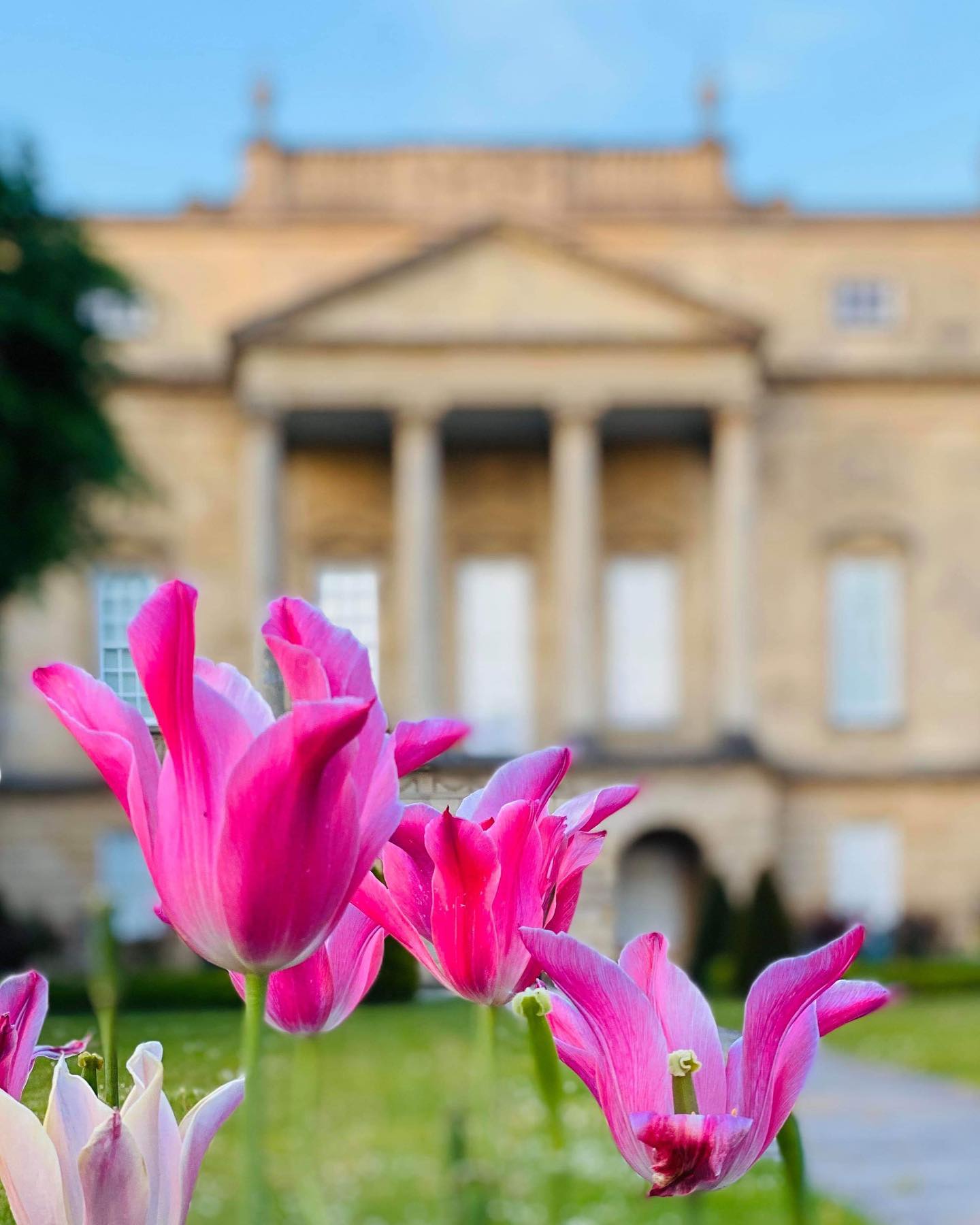 Exterior of the Holburne museum with pink tulips in foreground