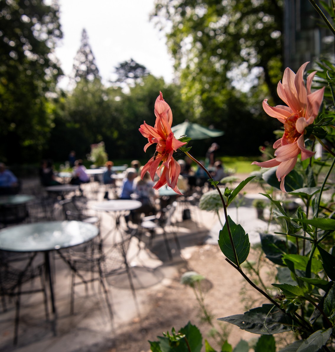 Flowers and tables slightly blurred suggestive of an autumnal scene